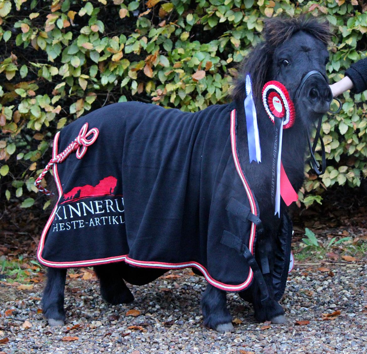 Shetlænder Trinhedegaards Outlaw - Efterårsshow - 5 måneder.
9-8-8-7-7, bedste fremvisning og nr. 20 i finalen blandt alle hestene billede 1