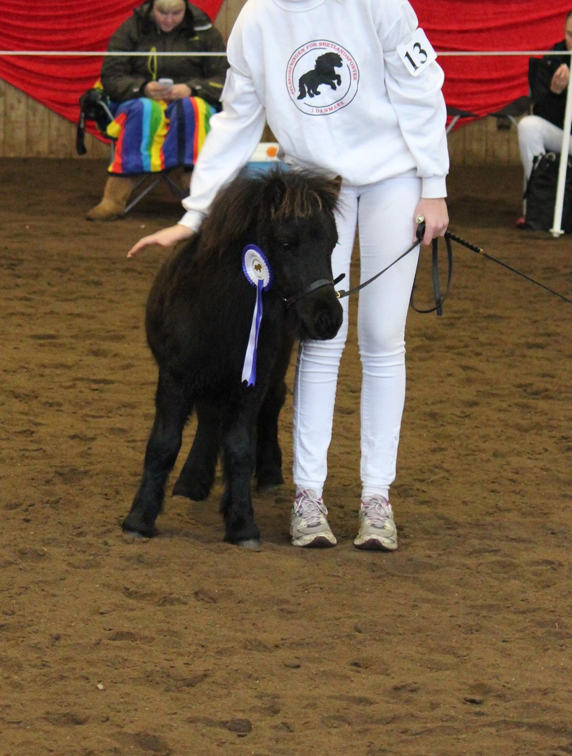 Shetlænder Trinhedegaards Outlaw - Efterårsshow - 5 måneder.
9-8-8-7-7, bedste fremvisning og nr. 20 i finalen blandt alle hestene billede 2