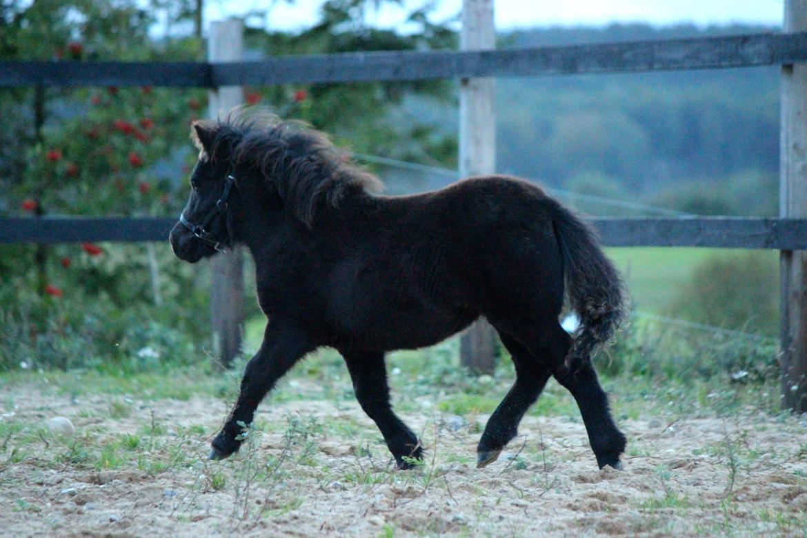 Shetlænder Trinhedegaards Outlaw billede 3