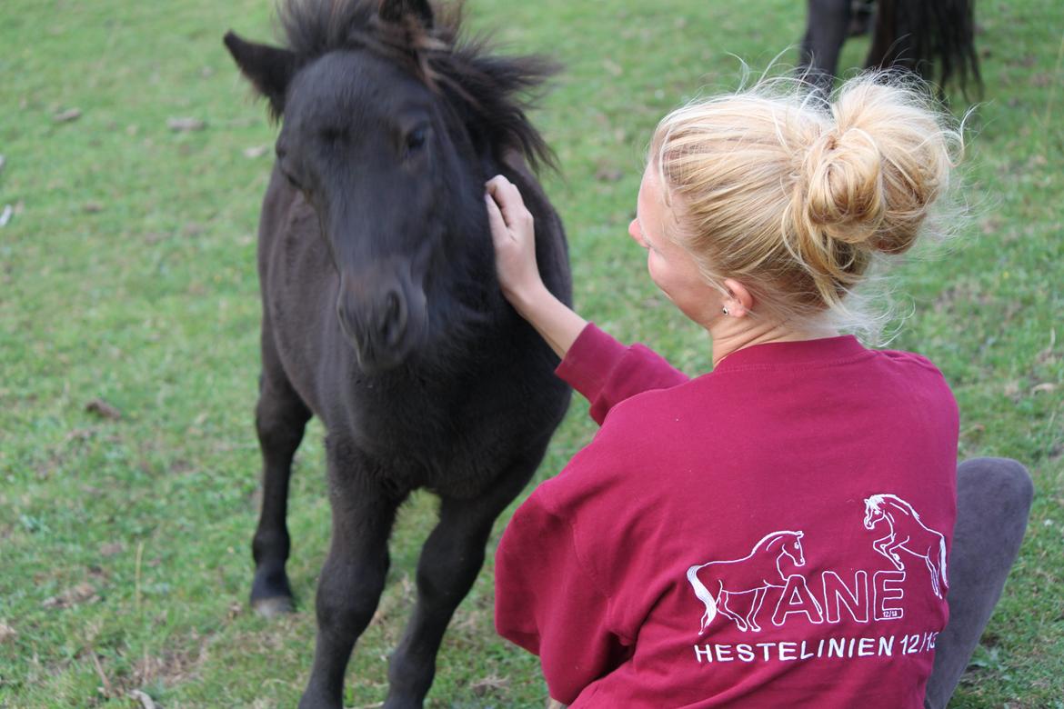 Shetlænder Trinhedegaards Outlaw billede 4
