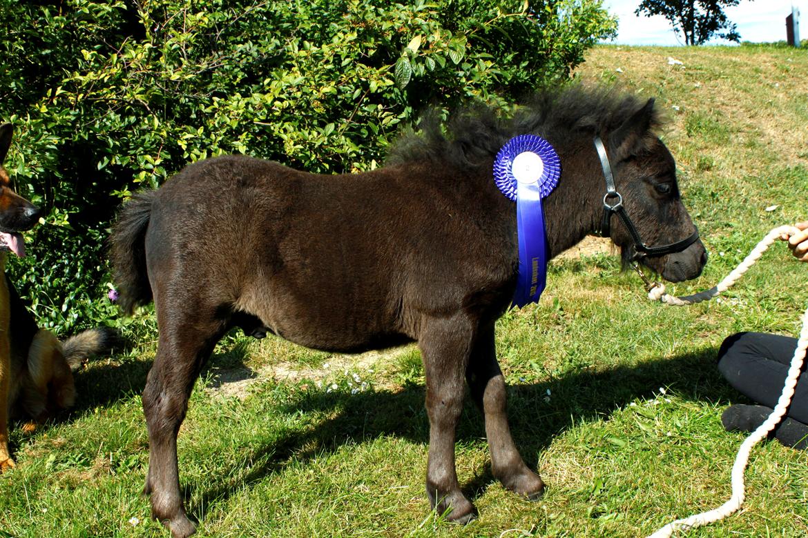 Shetlænder Trinhedegaards Outlaw billede 5