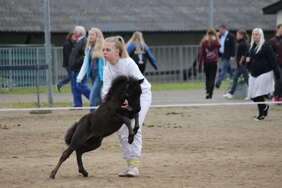 Shetlænder Trinhedegaards Outlaw billede 7