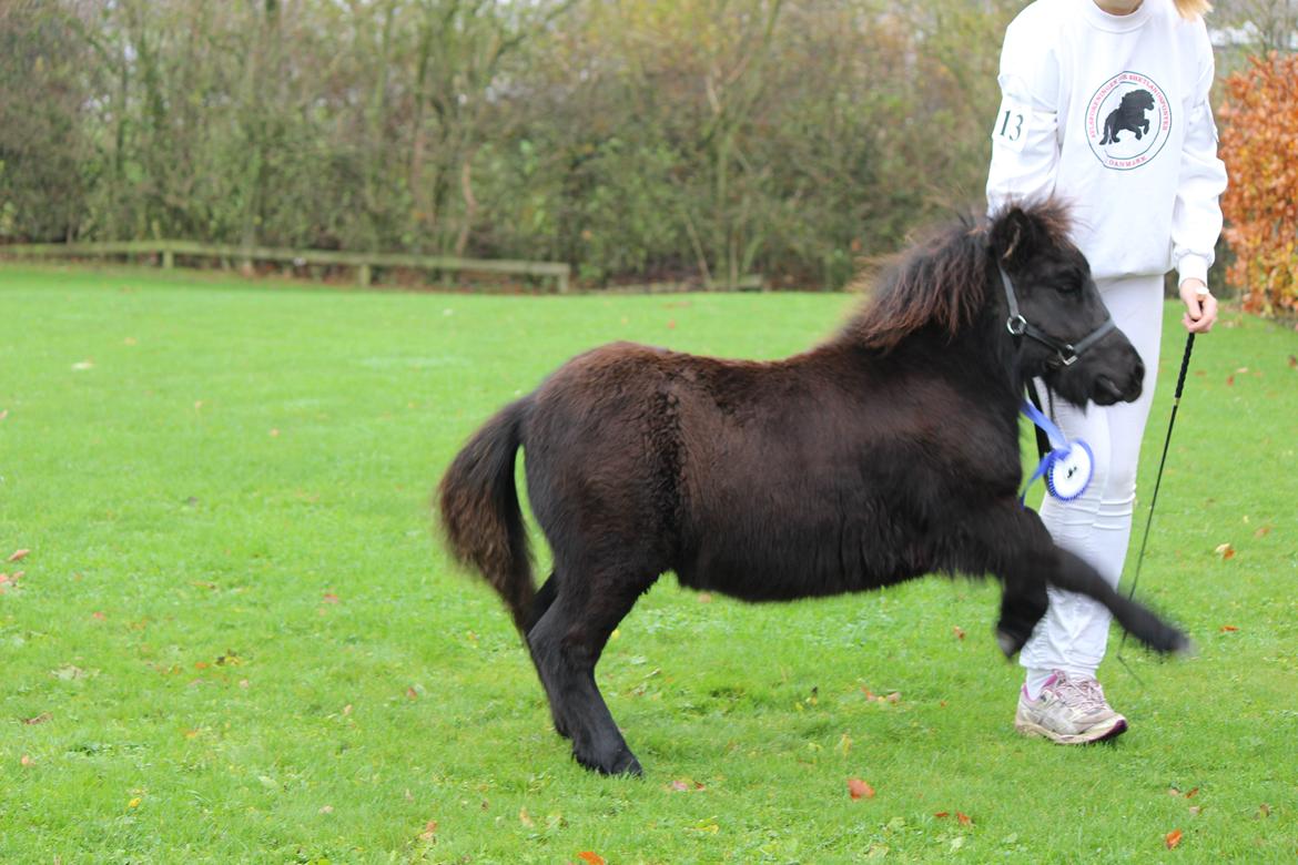 Shetlænder Trinhedegaards Outlaw billede 8