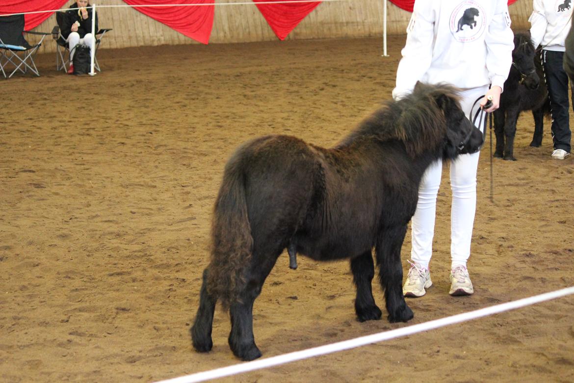 Shetlænder Trinhedegaards Outlaw billede 6