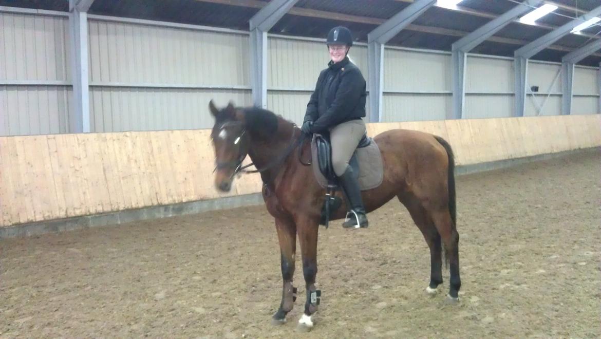 Dansk Varmblod Feldborgs Shanti billede 12