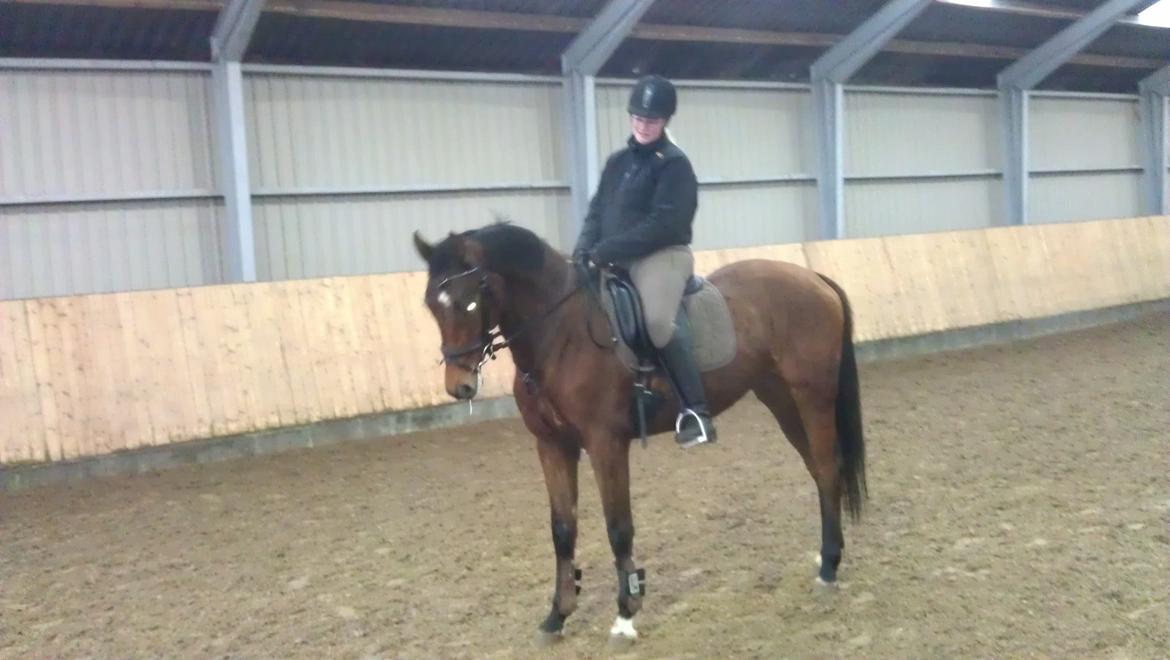 Dansk Varmblod Feldborgs Shanti billede 13