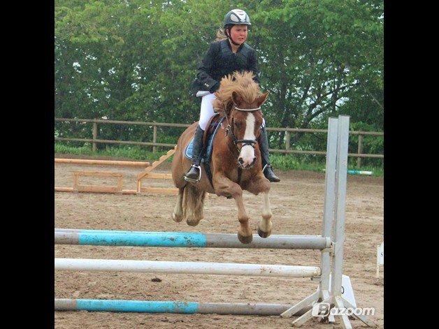 Tysk Sportspony Sultan(Sulle) <3 - Du er mere end 100000 ord hver! billede 23