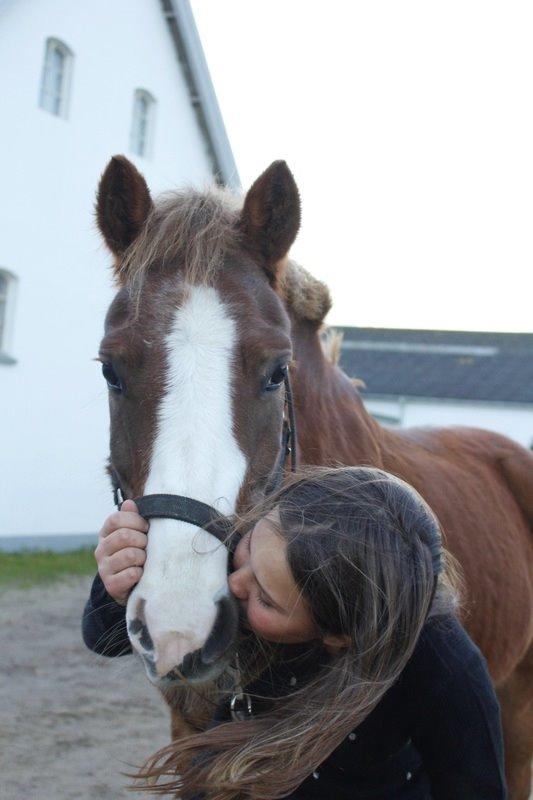 Tysk Sportspony Sultan(Sulle) <3 billede 7