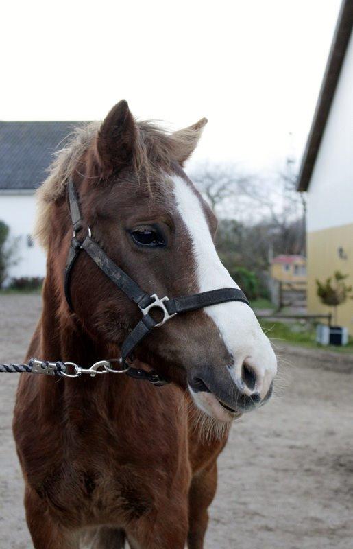 Tysk Sportspony Sultan(Sulle) <3 - Du den jeg kan stole mest på <3 billede 24