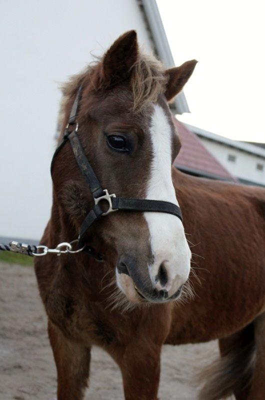 Tysk Sportspony Sultan(Sulle) <3 - Sullemanden :* billede 11