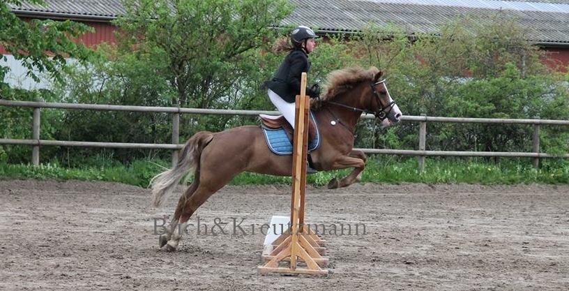 Tysk Sportspony Sultan(Sulle) <3 - 70 <3 billede 17