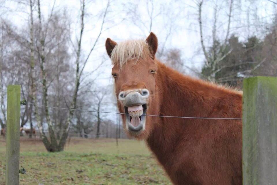 Islænder Vá Fra Arnakke billede 20