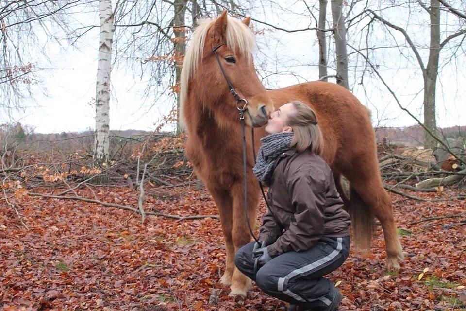 Islænder Vá Fra Arnakke billede 5