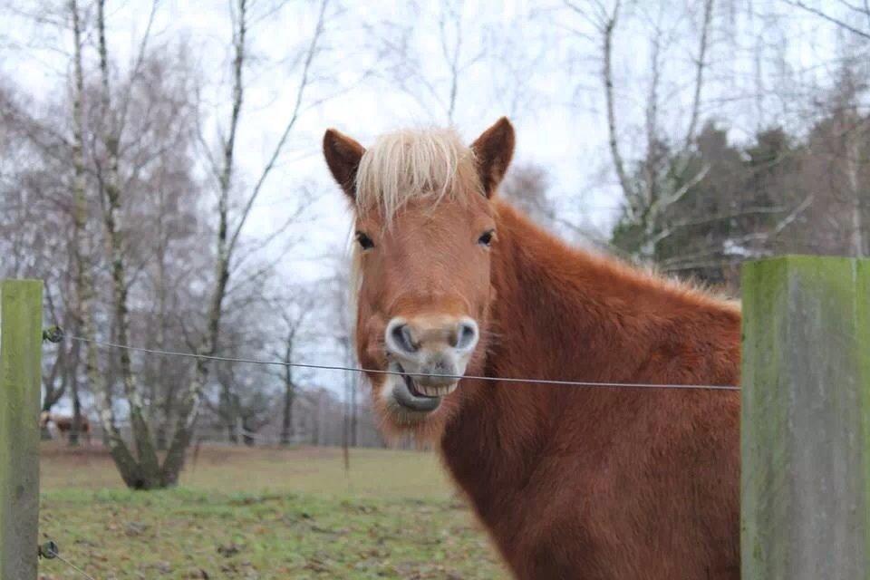 Islænder Vá Fra Arnakke billede 22