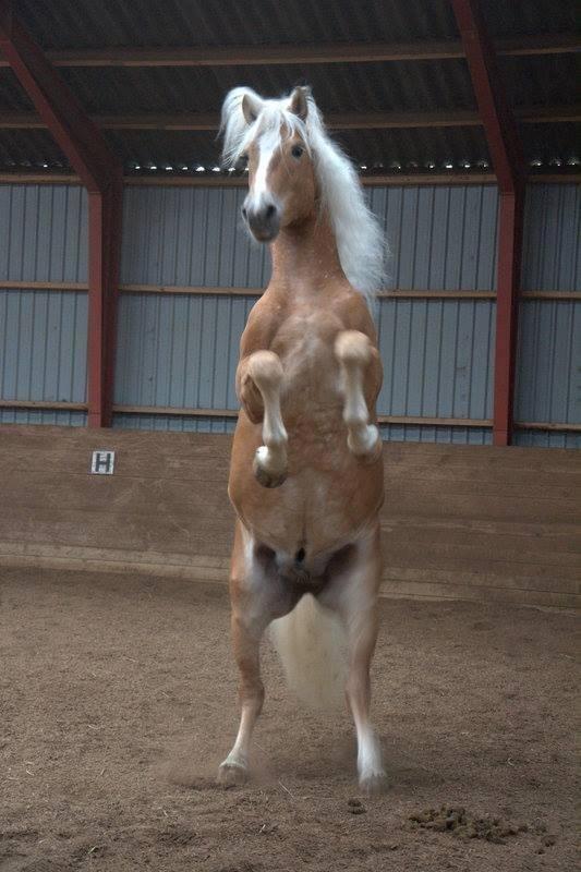 Haflinger Baflo af Brunbjerg - Avlshingst billede 7