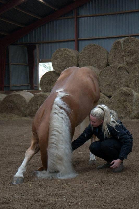 Haflinger Baflo af Brunbjerg - Avlshingst billede 8