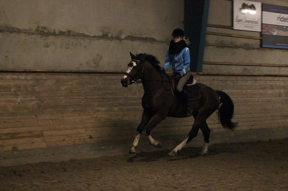 Hollandsk Varmblod Nim Con Calma billede 21