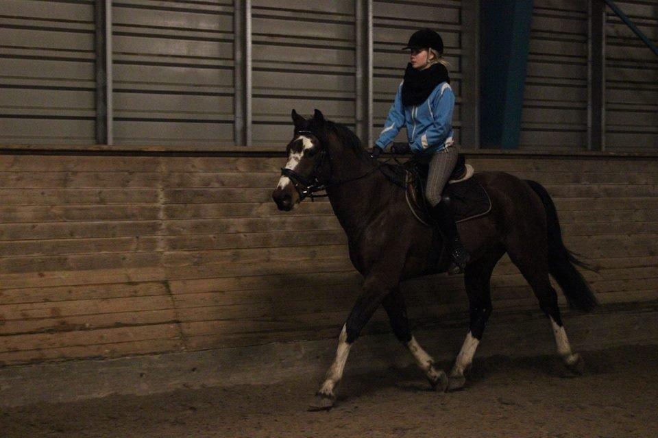 Hollandsk Varmblod Nim Con Calma billede 22