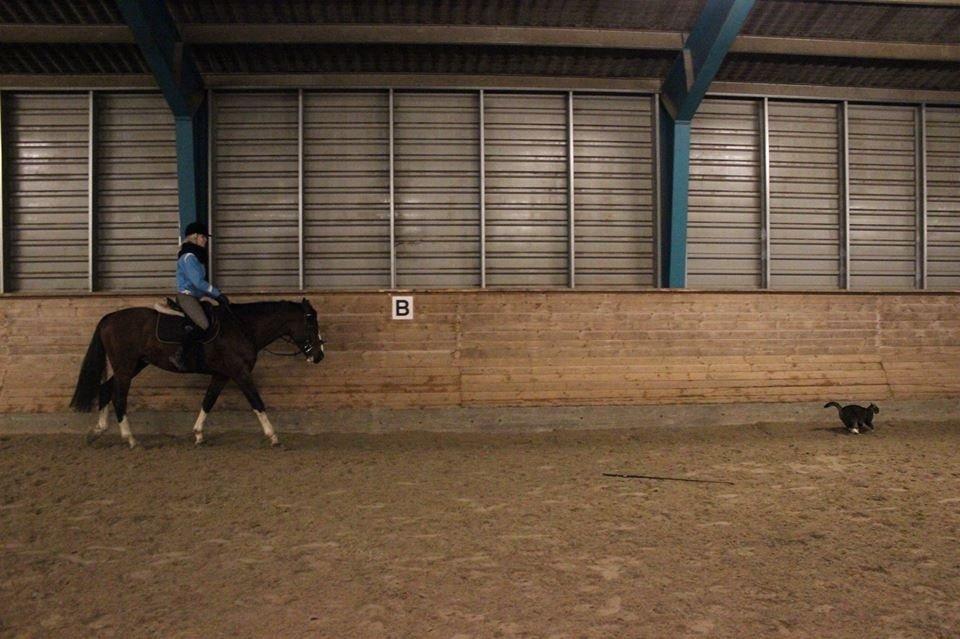 Hollandsk Varmblod Nim Con Calma billede 23