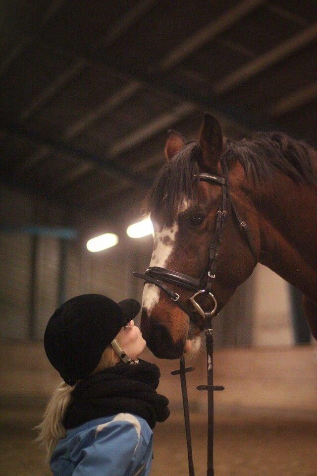 Hollandsk Varmblod Nim Con Calma billede 25