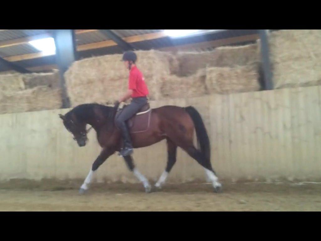 Hollandsk Varmblod Nim Con Calma billede 27