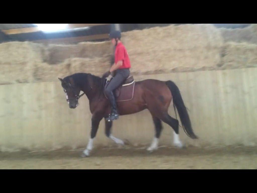 Hollandsk Varmblod Nim Con Calma billede 26