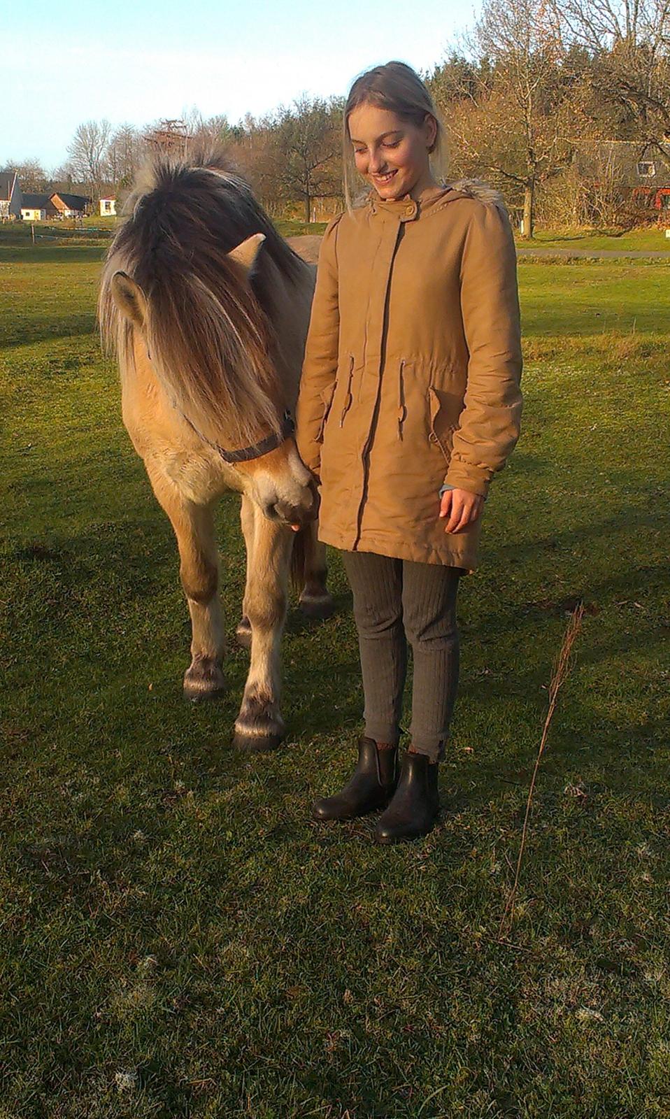 Fjordhest Strandlund's Pondus <3 billede 3