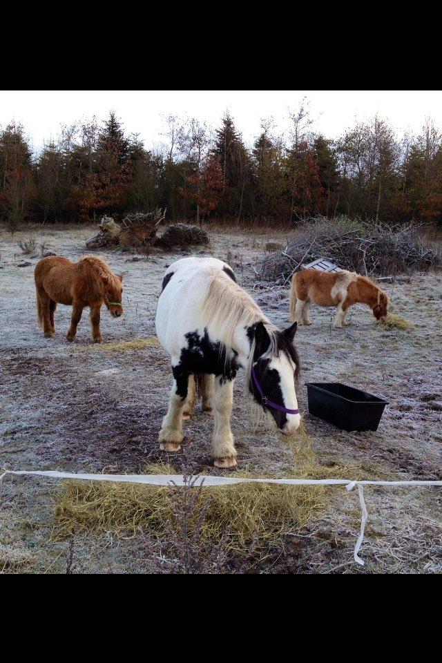 Irish Cob Sif billede 8