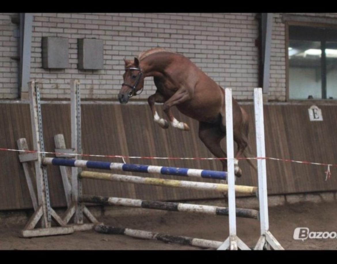 DSP Toftegårdens Belucca - Lækker billede 11