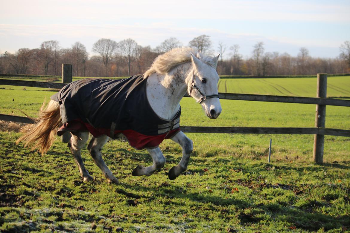 Welsh Cob (sec D) Athos/Mowgli - Foto : Mig billede 28