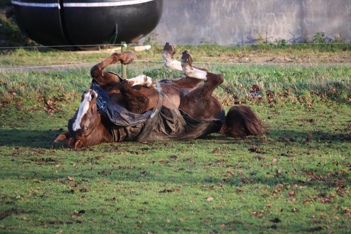 Belgisk varmblod D´Amour V/H Dennenhof - Foto : Mig billede 43
