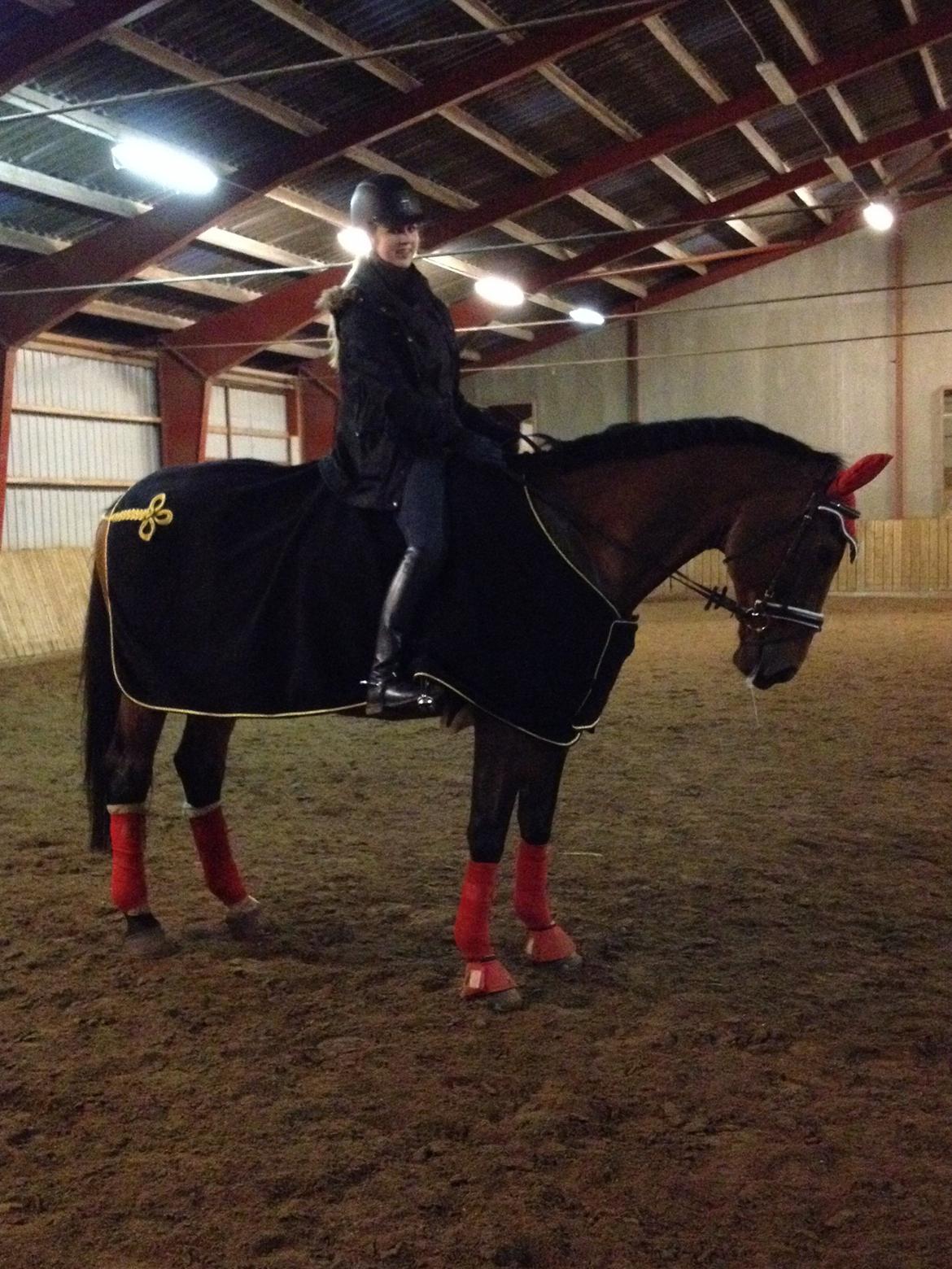 Dansk Varmblod Latin Star Bastbjerg billede 5