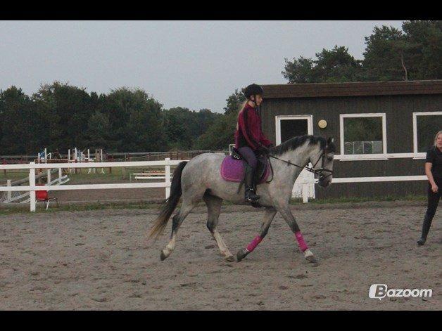 Welsh Partbred (Sec F) Midnights Masja billede 2