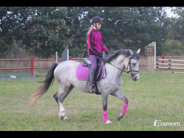 Welsh Partbred (Sec F) Midnights Masja billede 3