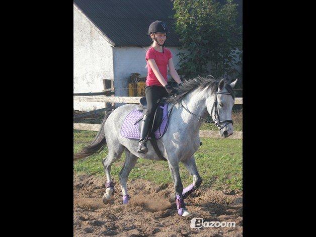 Welsh Partbred (Sec F) Midnights Masja billede 6