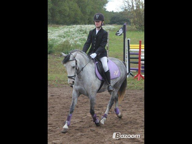 Welsh Partbred (Sec F) Midnights Masja billede 7