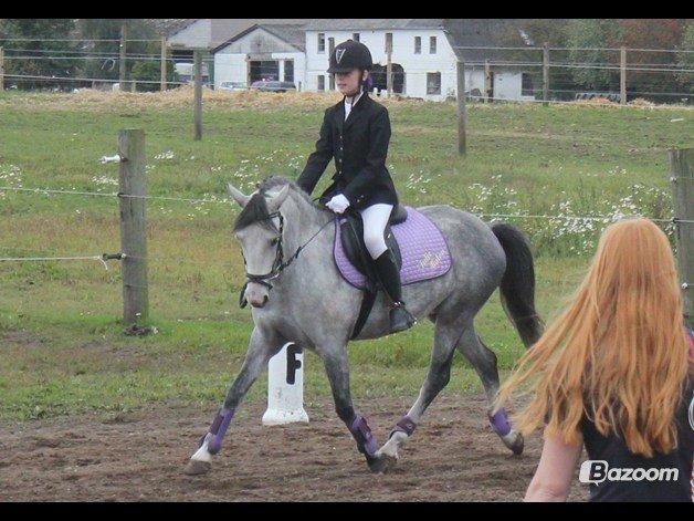 Welsh Partbred (Sec F) Midnights Masja billede 8