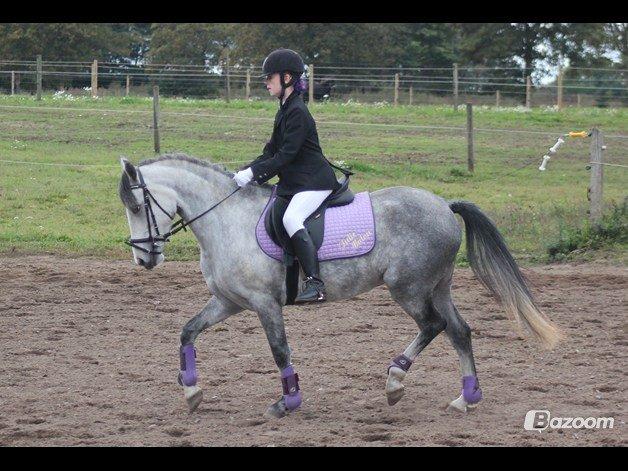 Welsh Partbred (Sec F) Midnights Masja billede 9