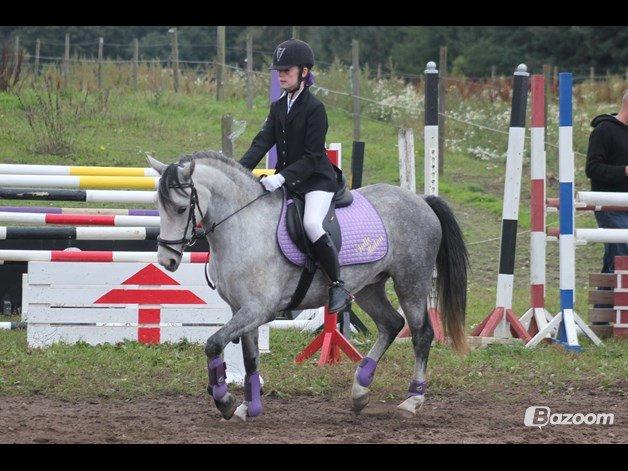 Welsh Partbred (Sec F) Midnights Masja billede 10