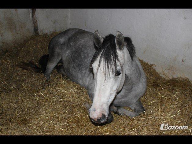 Welsh Partbred (Sec F) Midnights Masja billede 11