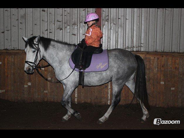 Welsh Partbred (Sec F) Midnights Masja billede 16