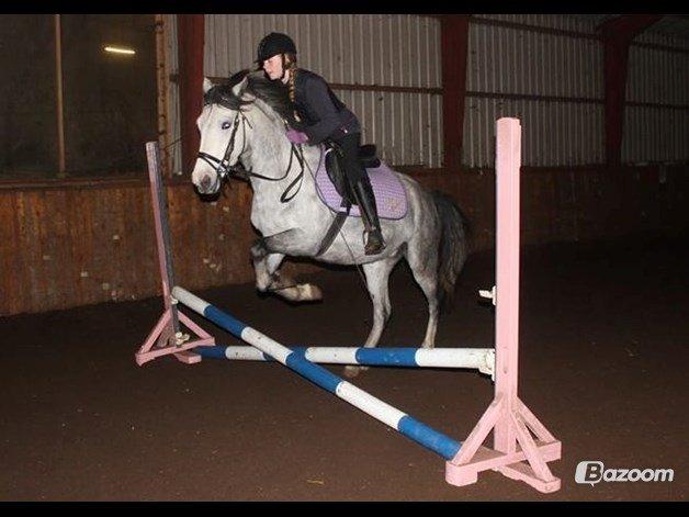 Welsh Partbred (Sec F) Midnights Masja billede 15