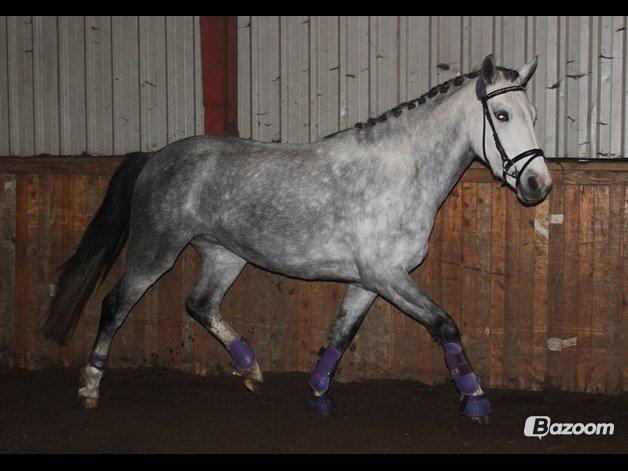 Welsh Partbred (Sec F) Midnights Masja billede 17