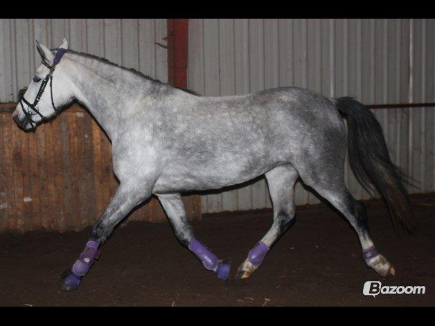 Welsh Partbred (Sec F) Midnights Masja billede 18