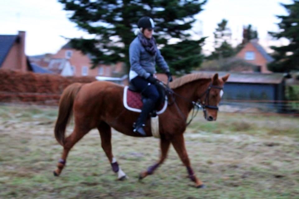Anden særlig race Queen - Velkommen til Queen's Profil. Håber i vil tage godt imod hende, og lægge en fin bedømmelse. :-) billede 1