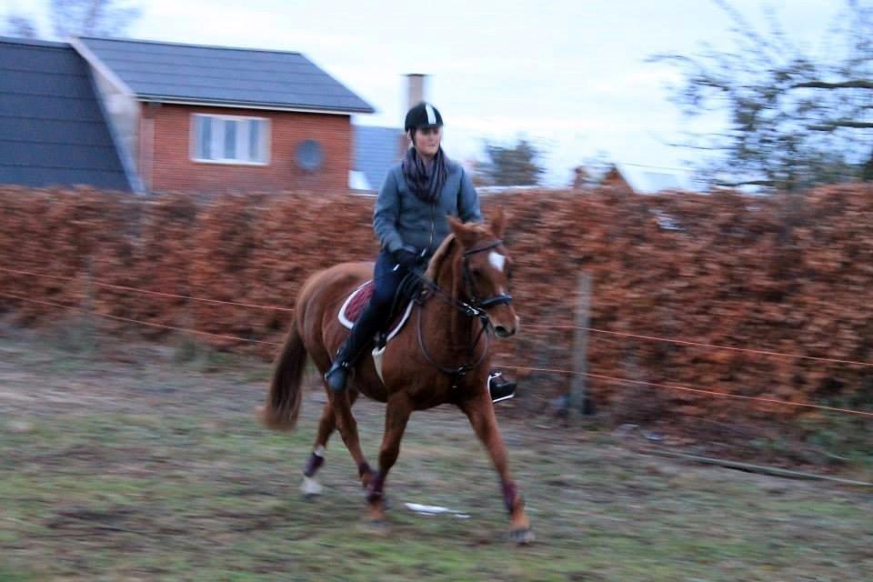 Anden særlig race Queen billede 19