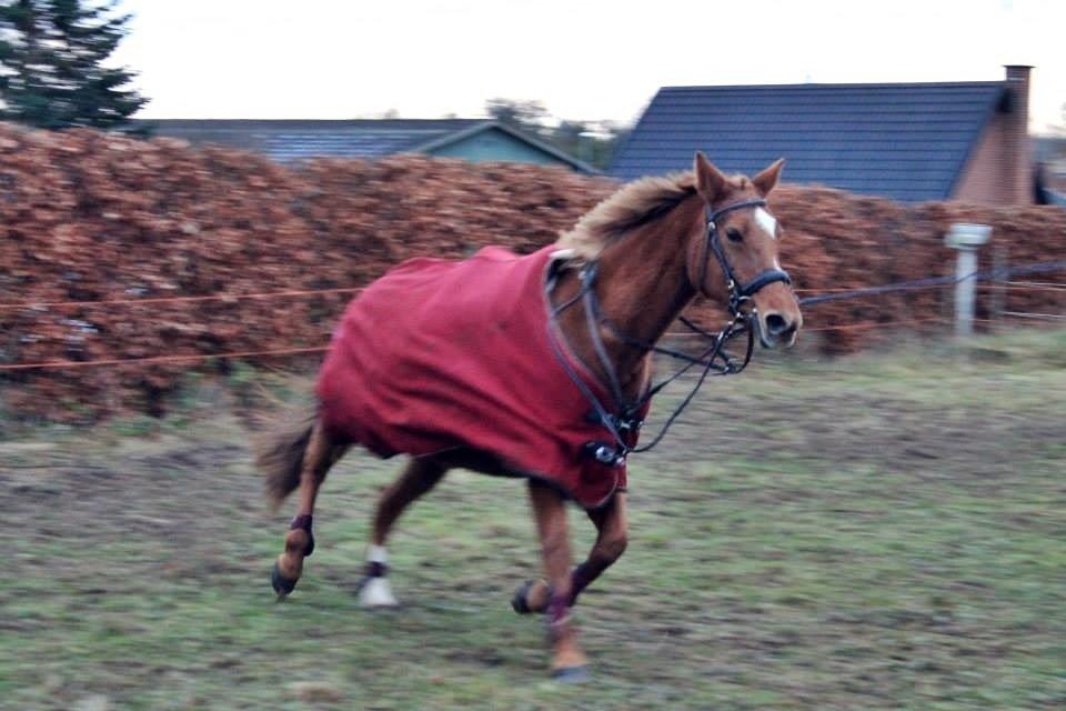Anden særlig race Queen billede 12