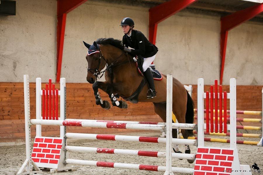 Svensk Varmblod A-tack (SWE) billede 4