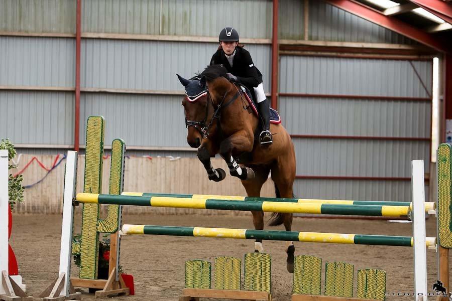 Svensk Varmblod A-tack (SWE) billede 2