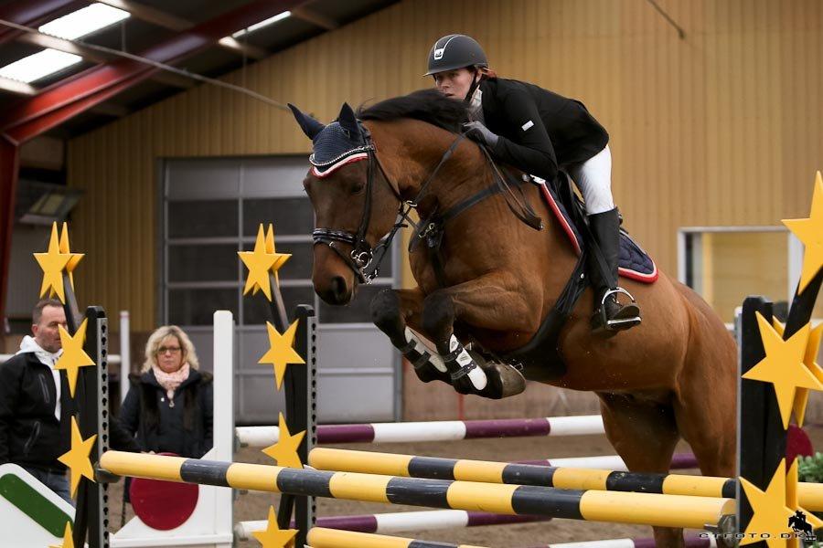 Svensk Varmblod A-tack (SWE) billede 3